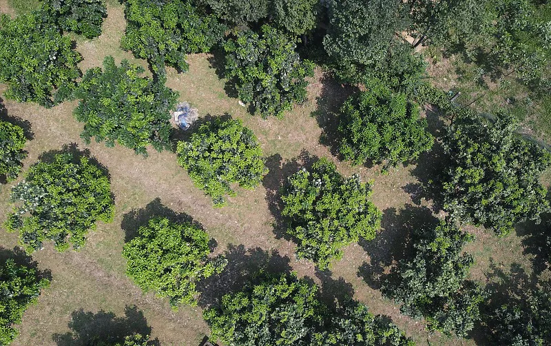 Toàn cảnh vườn bưởi nhìn từ trên cao; thể hiện quy mô và bố trí vườn.