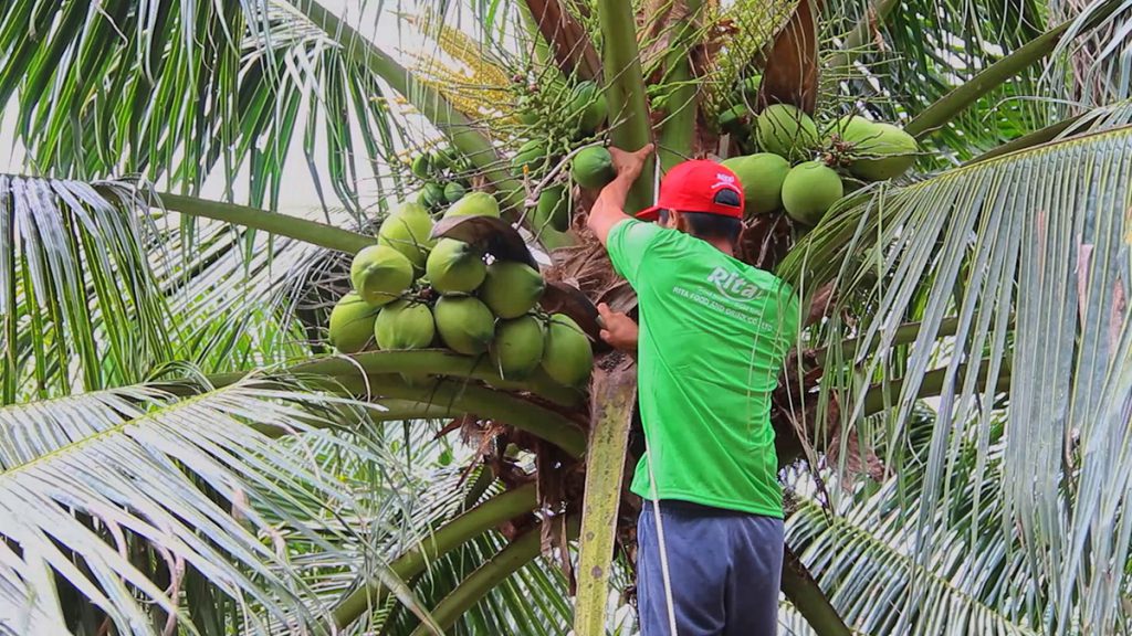 Trồng và chăm sóc vườn dừa đặt chuẩn Organic của RITA