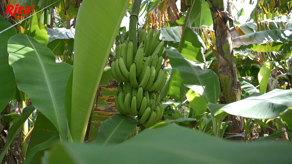 Buồng chuối sắp cho thu hoạch