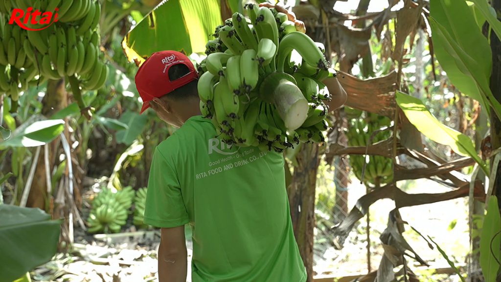 Công nhân RITA thu hoạch chuối