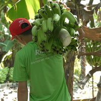 Công nhân RITA thu hoạch chuối