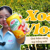 Hành Trình Từ Vườn Xoài Đến Sản Phẩm Nước Ép Cao Cấp Của Nước Giải Khát Rita