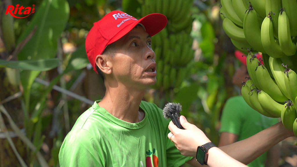 Người nông dân chăm sóc tại vườn chuối