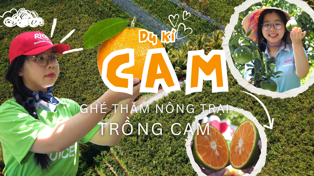 Trải Nghiệm Vườn Cam – Hành Trình Từ Trang Trại Đến Ly Nước Ép Rita Tươi Ngon