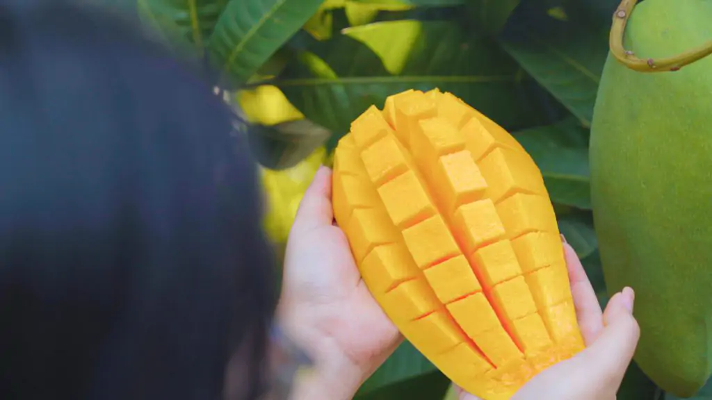 Hành Trình Từ Vườn Xoài Đến Sản Phẩm Nước Ép Cao Cấp Của Nước Giải Khát Rita 5