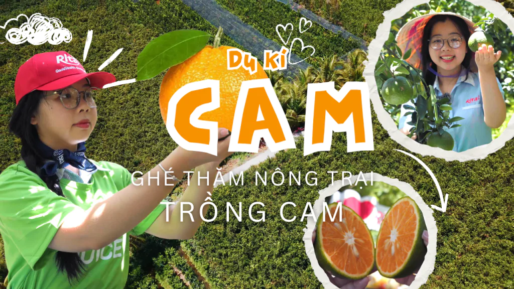 Trải Nghiệm Vườn Cam – Hành Trình Từ Trang Trại Đến Ly Nước Ép Rita Tươi Ngon